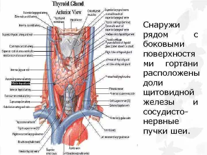Горло человека анатомия щитовидная железа. Анатомия глотка гортань трахея. Гортань и щитовидная железа кровоснабжается анатомия. Кровоснабжение щитовидной железы анатомия. Глотка трахея пищевод