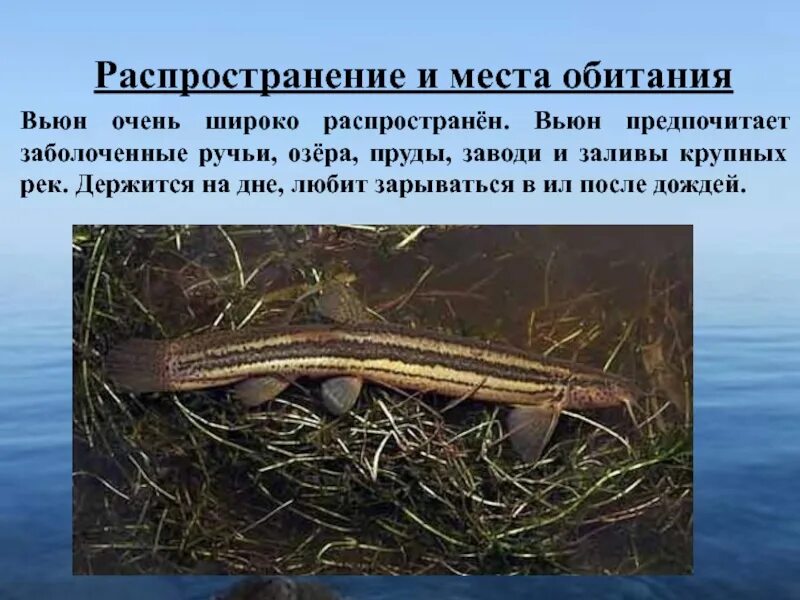 В слове обезьяна есть разделительный мягкий знак. Решебник по русскому языку 3 класс 1 часть рамзаева. Слова вьюн разделительный мягкий знак. Как пишется слово вьюн. Как пишется слово вьюн.