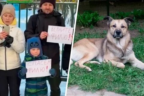 Верните собаку