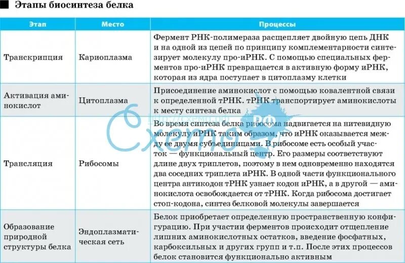 Стадии биосинтеза. 10 Класс биология Биосинтез белка таблица. Таблица Биосинтез белка биология 9 класс. Таблица по биологии 9 класс этапы биосинтеза белка.