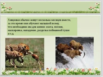 Какие животные не заботятся о своем