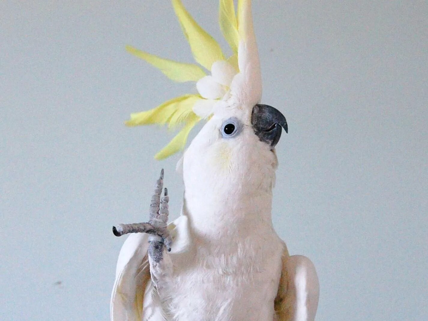 Смешные попугаи какаду. Забавные попугаи. Злой какаду. Злой какаду. Забавный какаду.