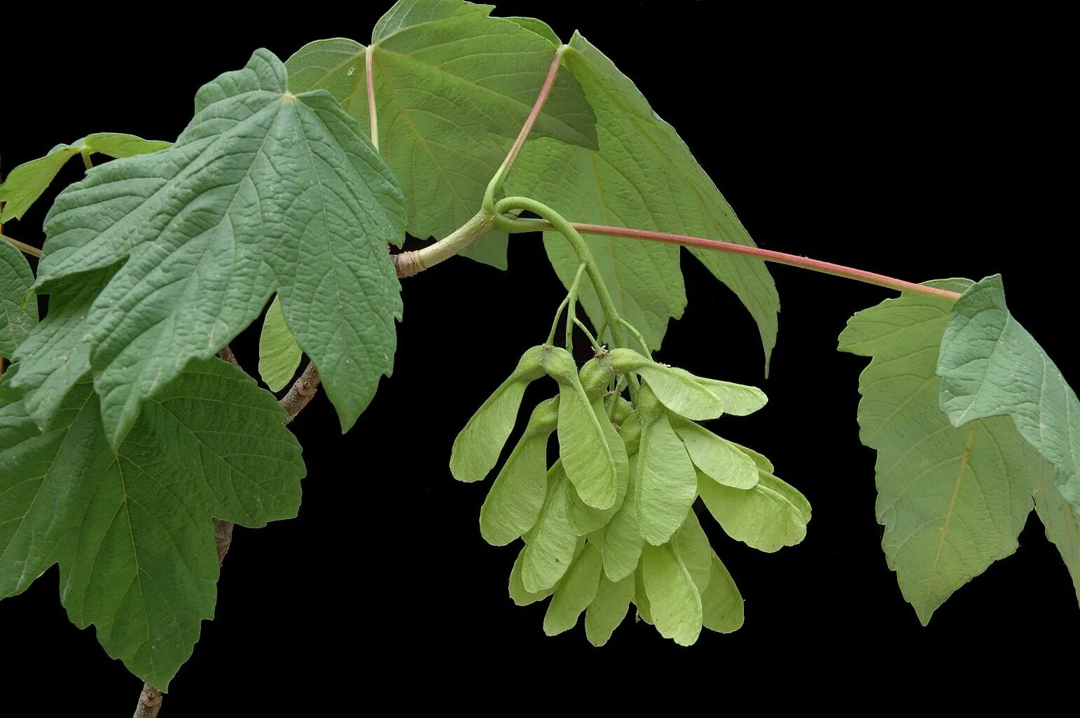 Клен дерево семена. Клен остролистный семена. Береза, осина, ольха; дуб, липа, клен, ясень, вяз. Клен остролистный лист дерево плод. Вяз гладкий семена.