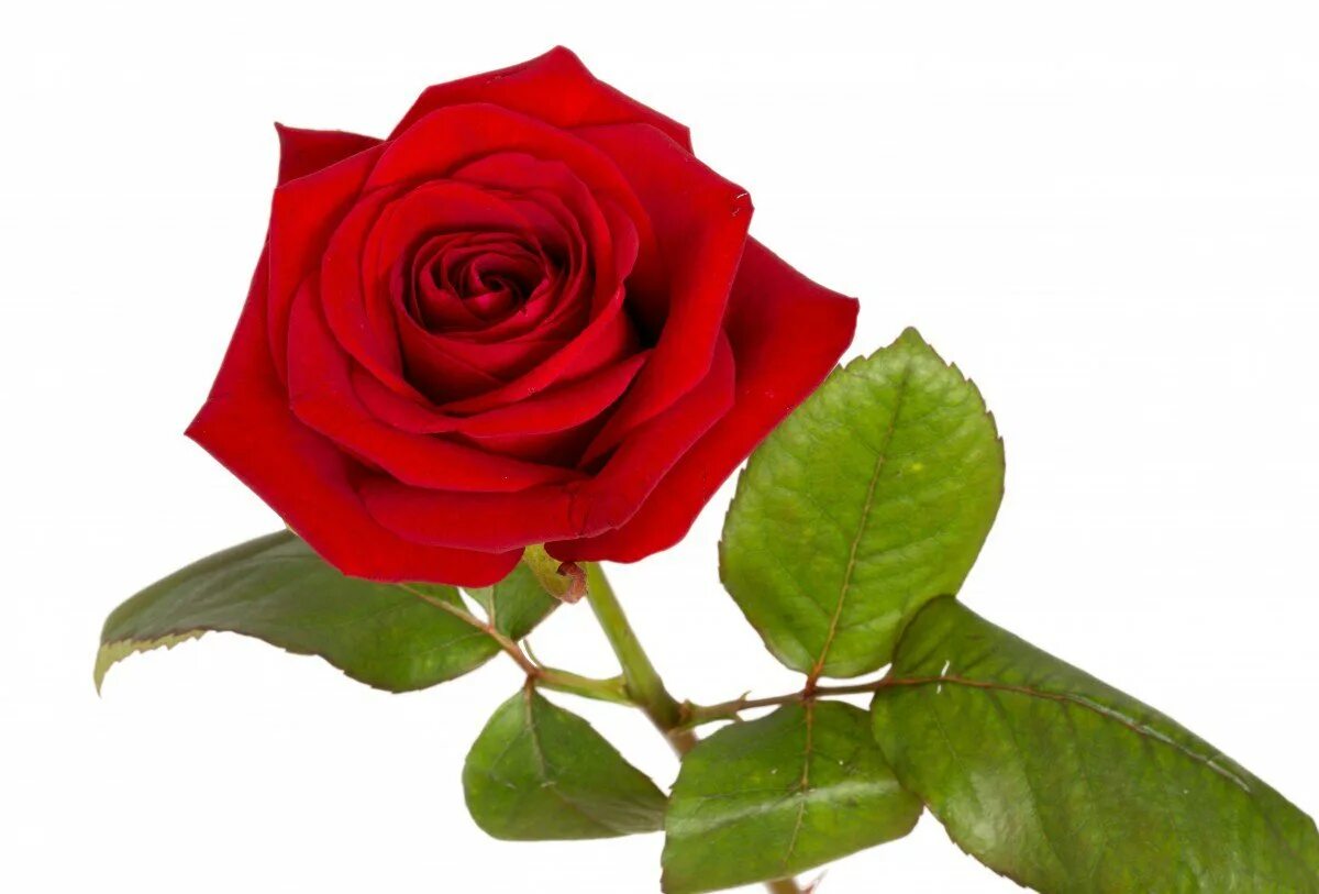 Найди цветок розы. Ред ред Роуз. Красные розы. Красные розы на белом фоне.