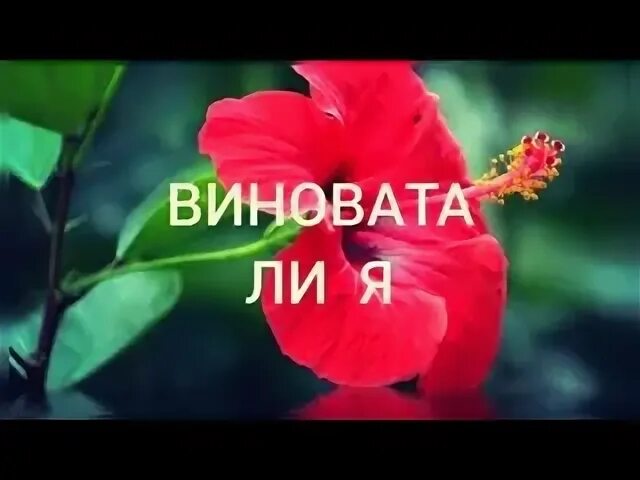 Виноватая ли я кольцо. Виновата ли я. Не виновата ли я. Кадышева виновата ли слова. Фото виновата ли я.