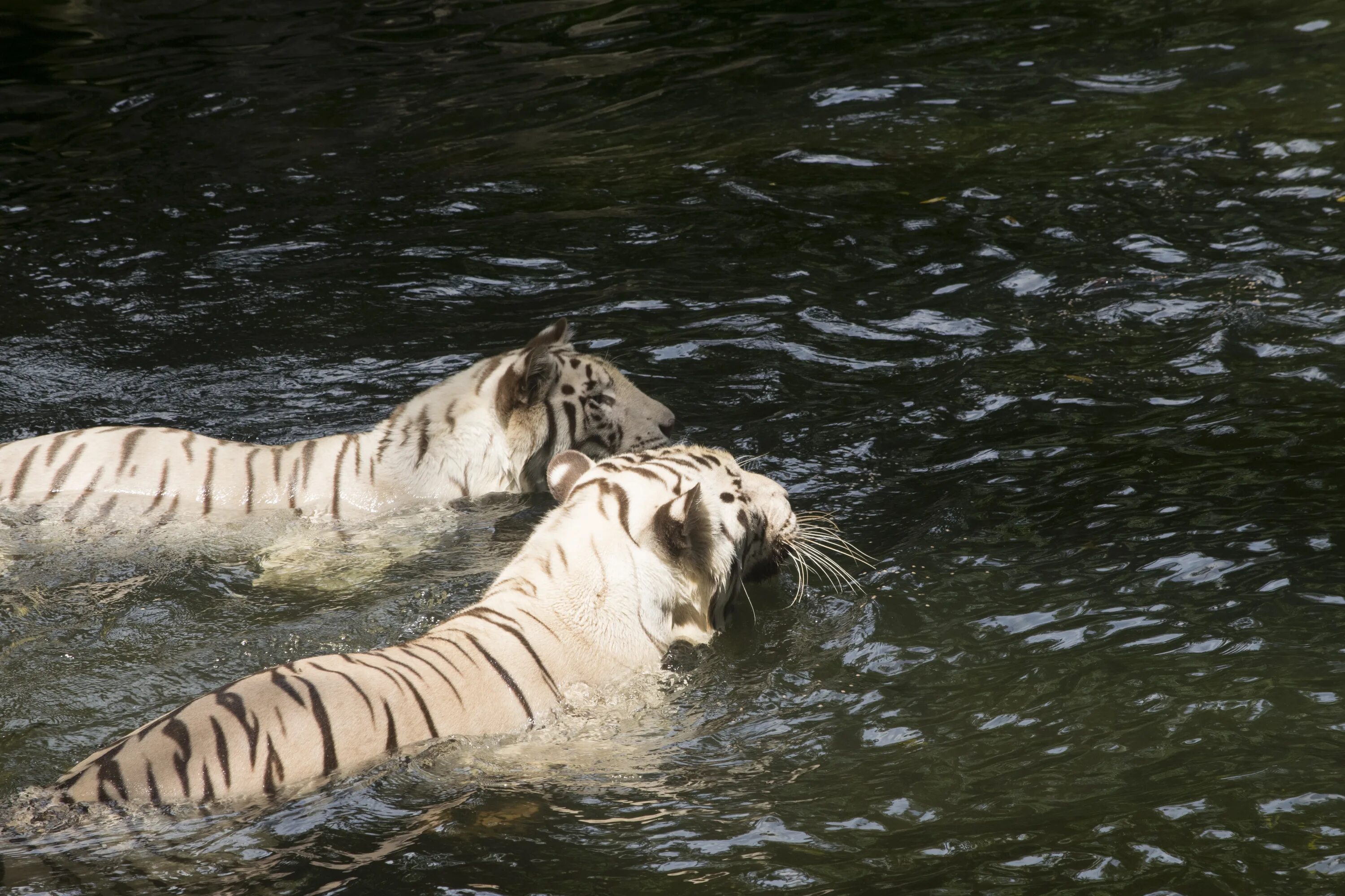 Animals swim
