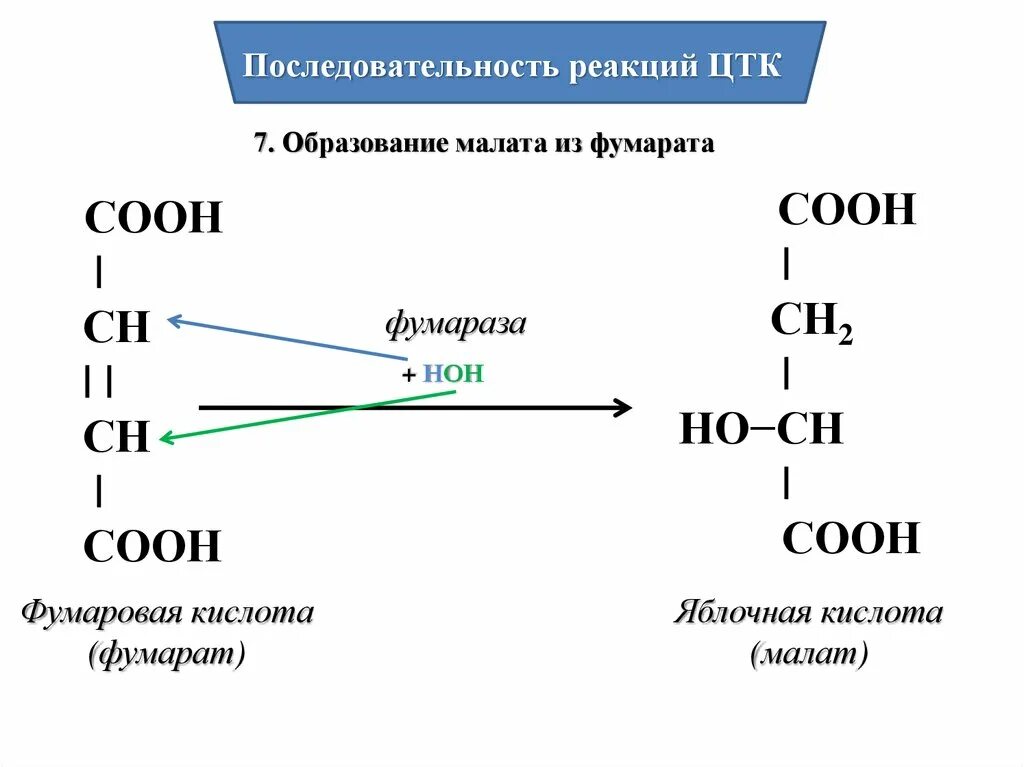 Фумаровая кислота фумараза яблочная кислота. Фумараза реакция ЦТК. Янтарная кислота в фумаровую кислоту. Образование малата из фумарата.