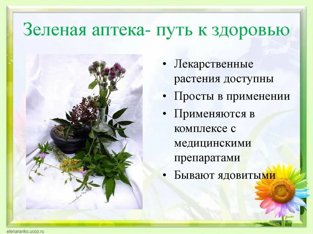 Лекарственные растения. Лекарственные растения названия. Лекарственные растения описание. Лекаоственныерастения.