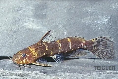 Рыба живущая в человеке