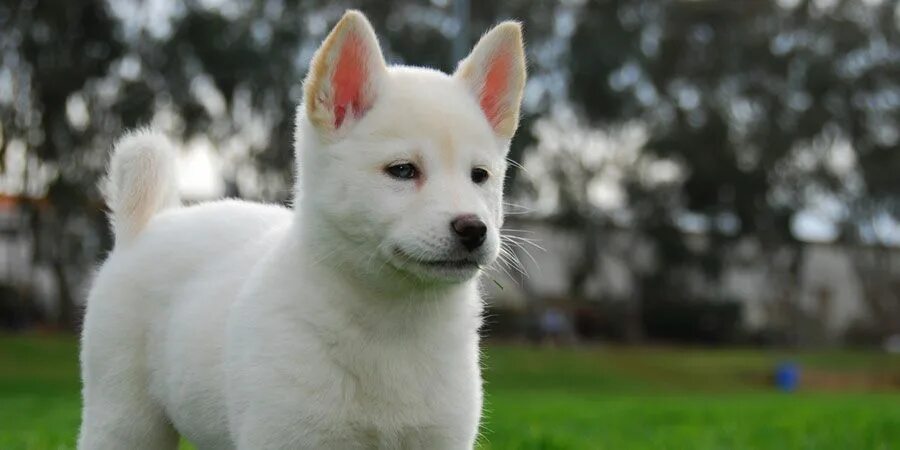 Image result for golden retriever jindo mix Spitz type dogs, Dog breeds, Dogs