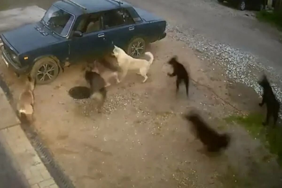 Кошка бросается на собаку