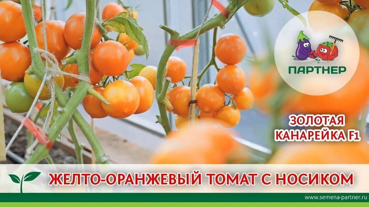 Томат оранжевый земледелец f1. Томат канарейка. Томат золотая канарейка мязина. Томат золотая канарейка. Томат золотая слива рафвуд.