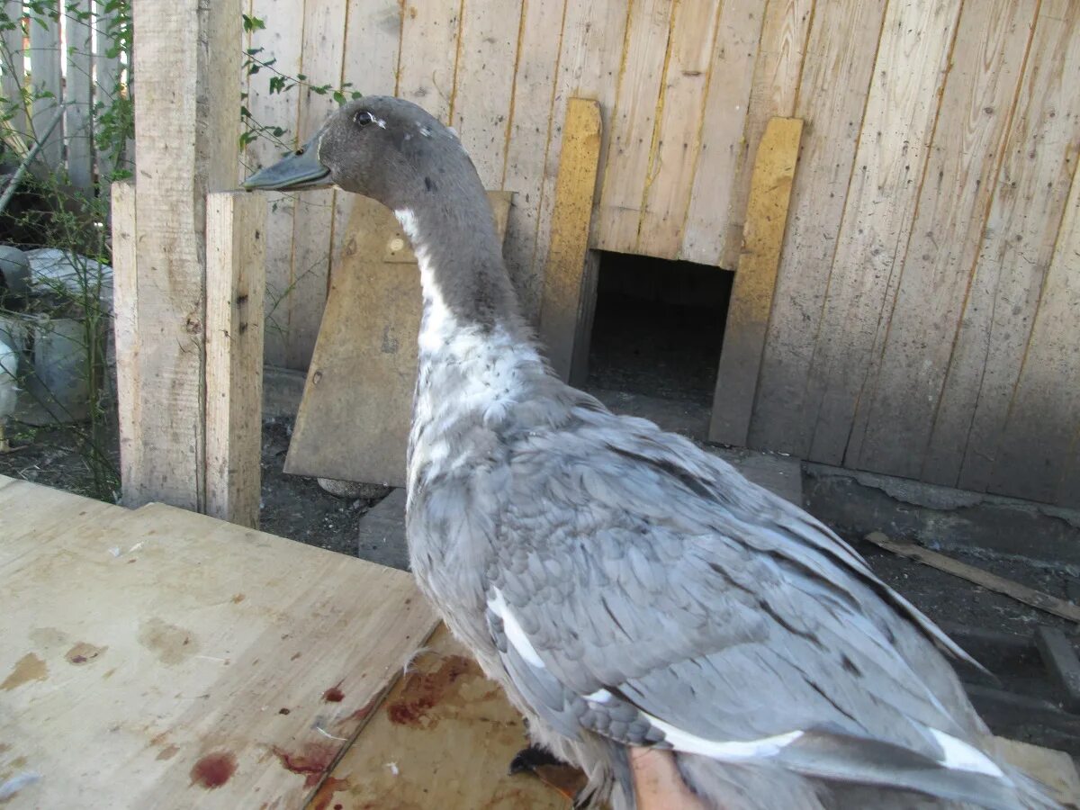 Утки голубой фаворит описание отзывы. Голубой фаворит селезень. Утята порода голубой фаворит. Утки породы голубой фаворит. Утки голубой фаворит описание отзывы.