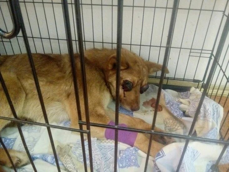 Дом мелкашей приют для собак в москве. Приют для собак тюмень. Лесхозпарк тюмень приют для собак. Кедровая 133 тюмень приют. Приюты тюмени.