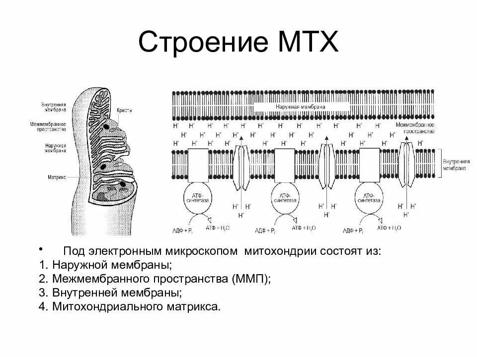 Матрикс строение и функции. Строение внешней мембраны митохондрий. строение мембраны митохондрии. структура внешней мембраны митохондрии. схема строения внутренней мембраны митохондрий.