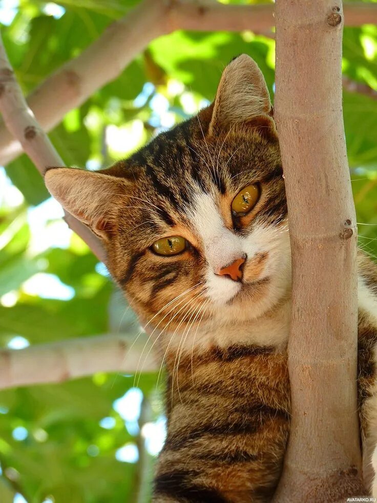 Felis Silvestris catus. Котики на природе. Красивые коты. Коричневый полосатый кот. Picture me cats