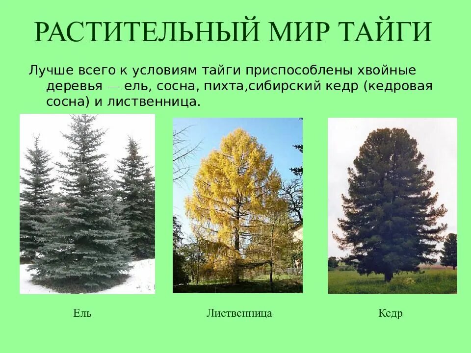 Какое дерево называют ответ