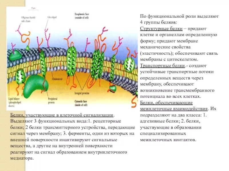 Мембрана придает клетке жесткую форму