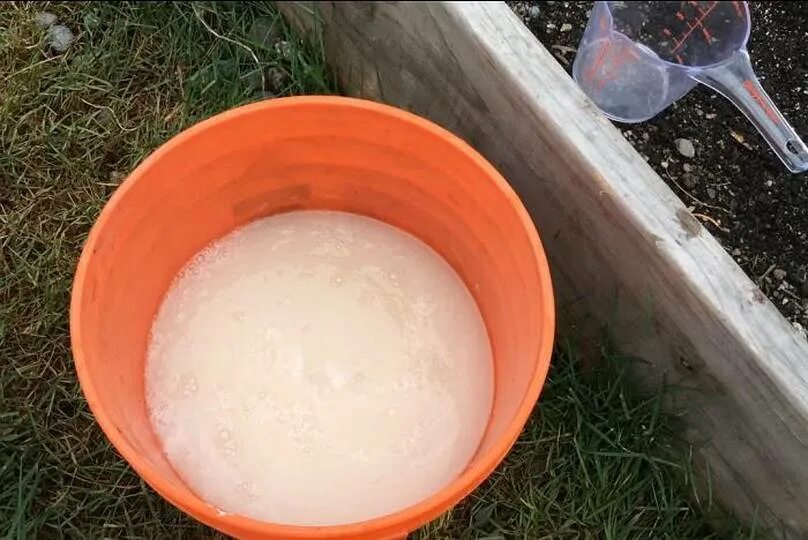 Дрожжевой раствор. Подкормка роз дрожжами. Удобрение из дрожжей. Удобрение для роз весной для обильного цветения. Дрожжевая подкормка для рассады помидор.