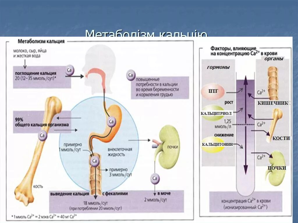 Кальциевый метаболизм. Метаболизм кальция. Метаболизм кальция в организме. Регуляция обмена кальция в организме.