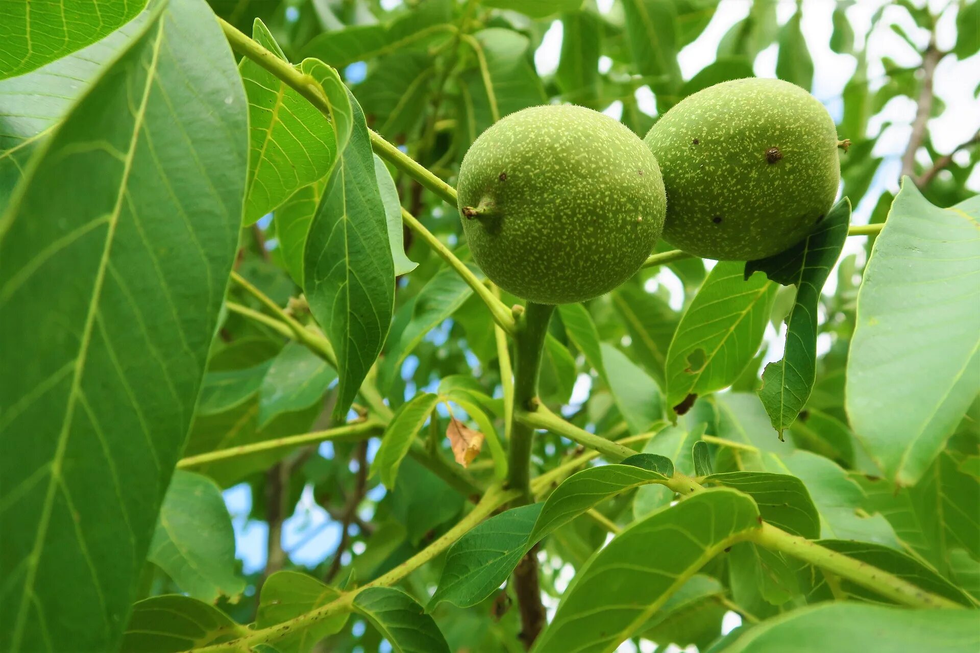 Грецкий орех во сне к чему снится. Орех грецкий (Juglans Regia). Грецкий орех Левина. Грецкий орех в субтропиках. Плоды грецкого ореха на дереве.