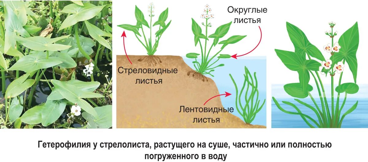 Приспособления растений гидрофитов. Адаптации к водной среде. Адаптации водных растений. Гидрофиты приспособления к воде. Адаптация растений к водной среде обитания.