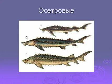 Осетрообразные древняя группа рыб