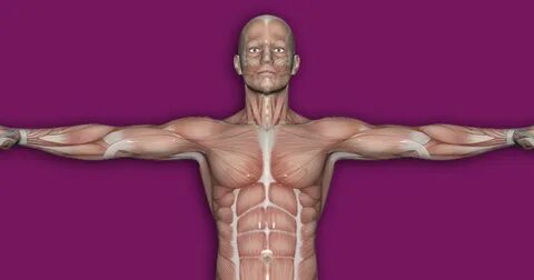 Human interactive