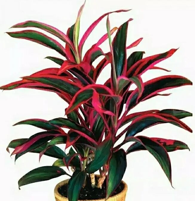 гузмания красная. комнатные цветы с красными длинными листьями. комнатные цветы с красными длинными листьями. гусмания кроваво-красная. драцена кордилина.