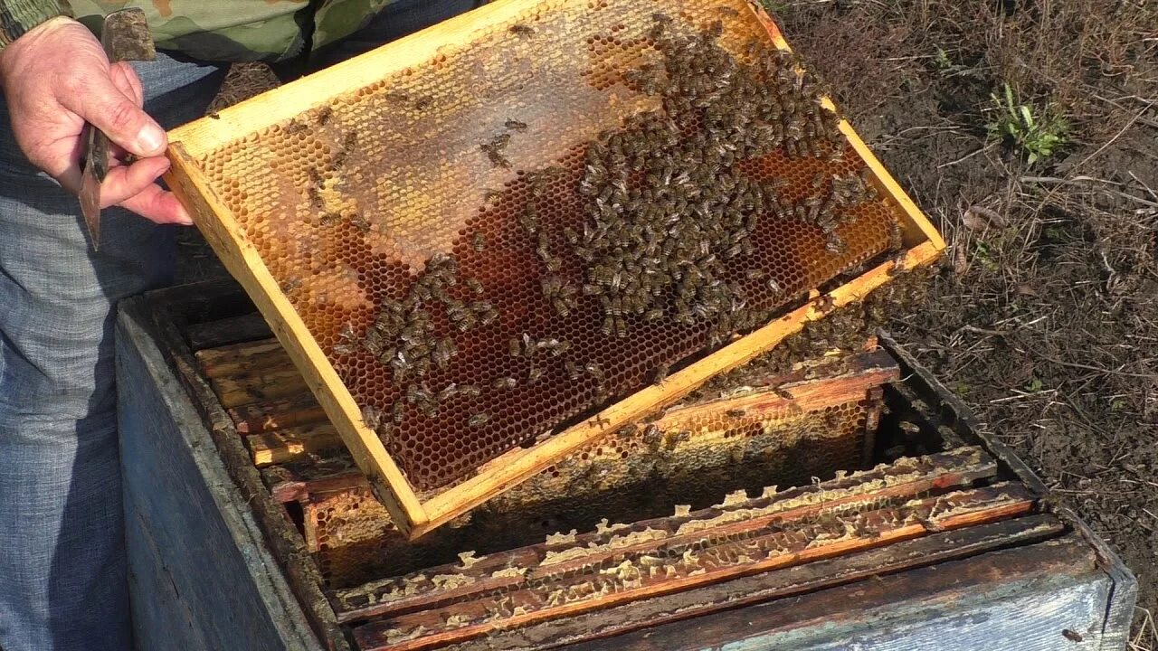 Объединить пчелы