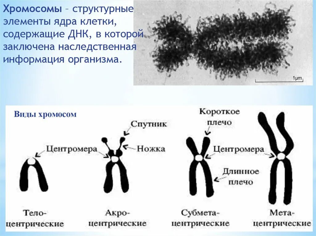 Строение хромосомы. Хромосома схема. Структурные элементы хромосом. Структурные компоненты хромосом.