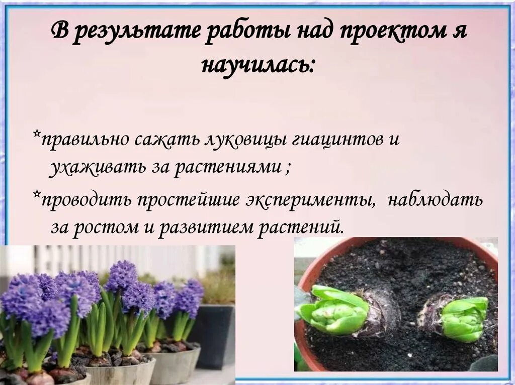 Как сохранить гиацинты после выгонки