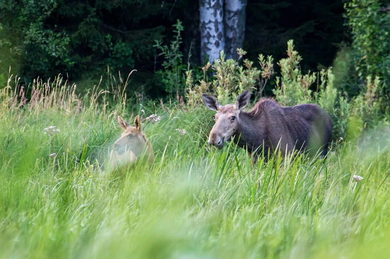 Дарвиновский заповедник в вологодской области. Птицы дарвинского заповедника. Животные дарвинского заповедника. Свирский заповедник в ленинградской области. Дарвинский заповедник звери.
