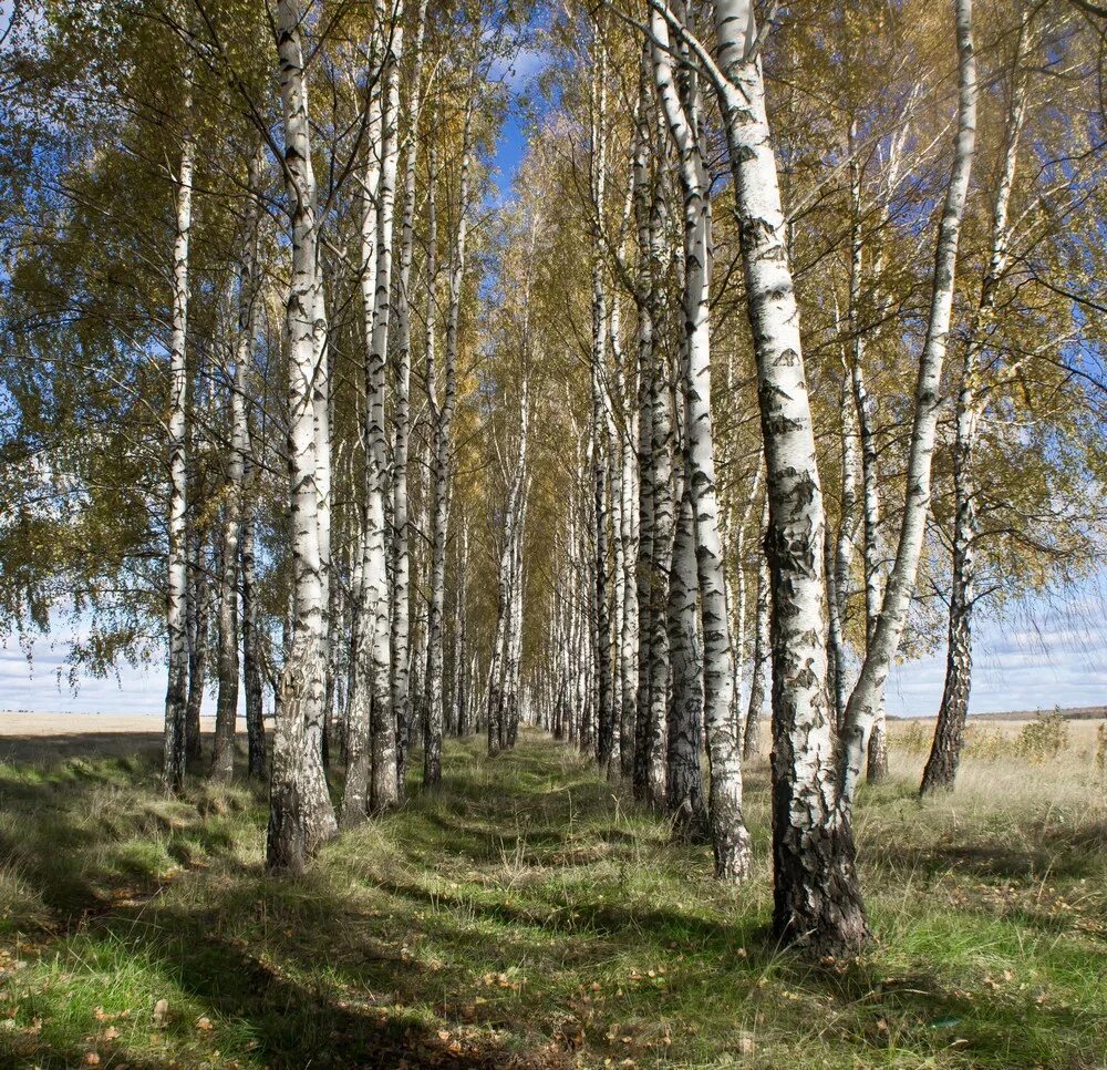 Тульская березка. Тула пейзажи. Природа тульского края. Пейзажи тульского края. Живописная природа Тульской области.