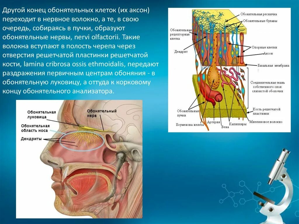 Обонятельная. Обонятельный анализатор Рецептор обонятельный нерв. Строение носа обонятельные рецепторы. Строение обонятельной луковицы. Обонятельная луковица человека.