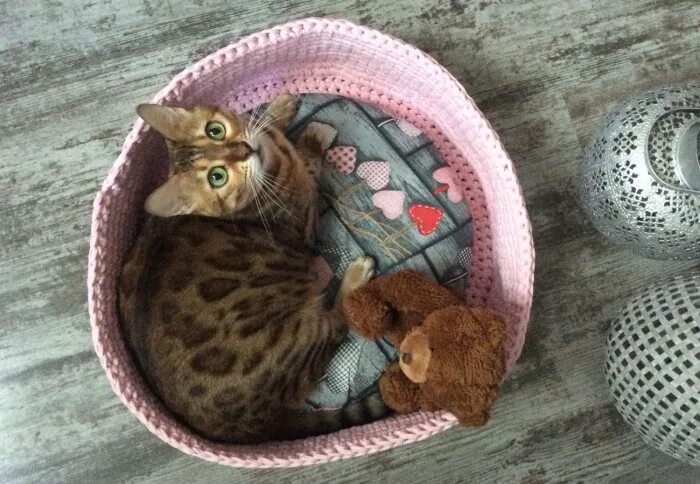 Как приучить котенка к лежанке. Кошка мята в лежанки. как приучить кошку к лежанке простые методы. как приучить кота к лежанке. как приучить кошку к лежанке.