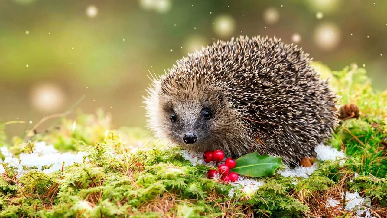 Картинки животных ежик spiritofthewoodlands Animals wild, Silly animals, Pet birds