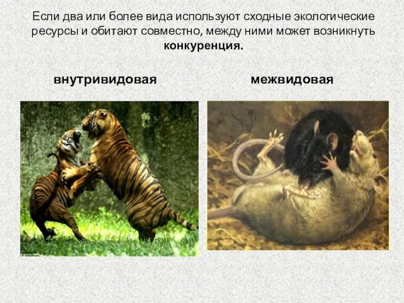 Конкуренция два примера. Примеры межвидовой конкуренции в биологии. межвидовая конкуренция это в биологии. конкуренция в биологии. внутривидовая и межвидовая конкуренция.