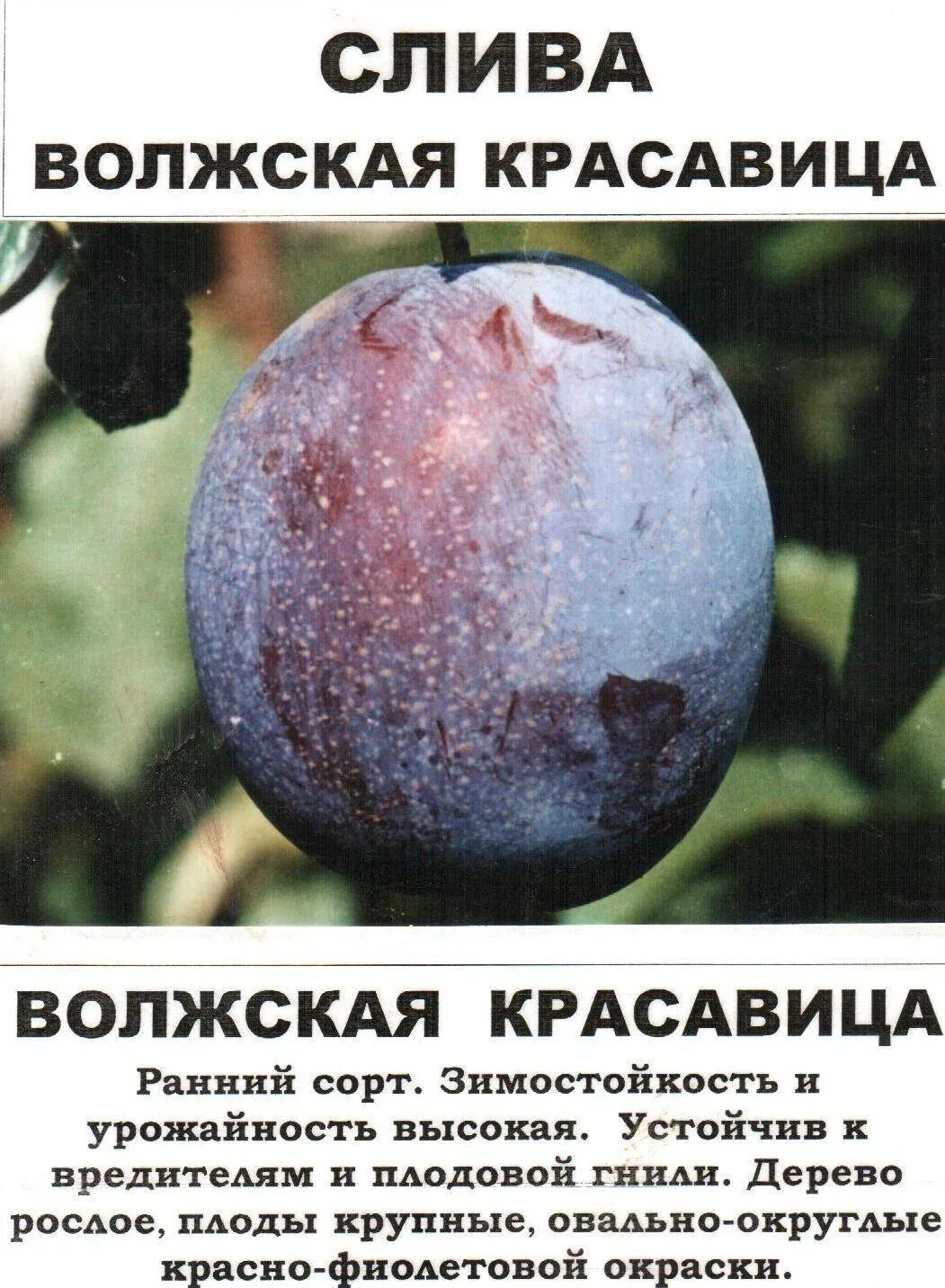 Слива сорта фото отзывы. Слива Волжская красавица ВНИИСПК. Слива Волжская красавица описание сорта. Сорт слив Волжская красавица. Слива Волжская красавица формирование.