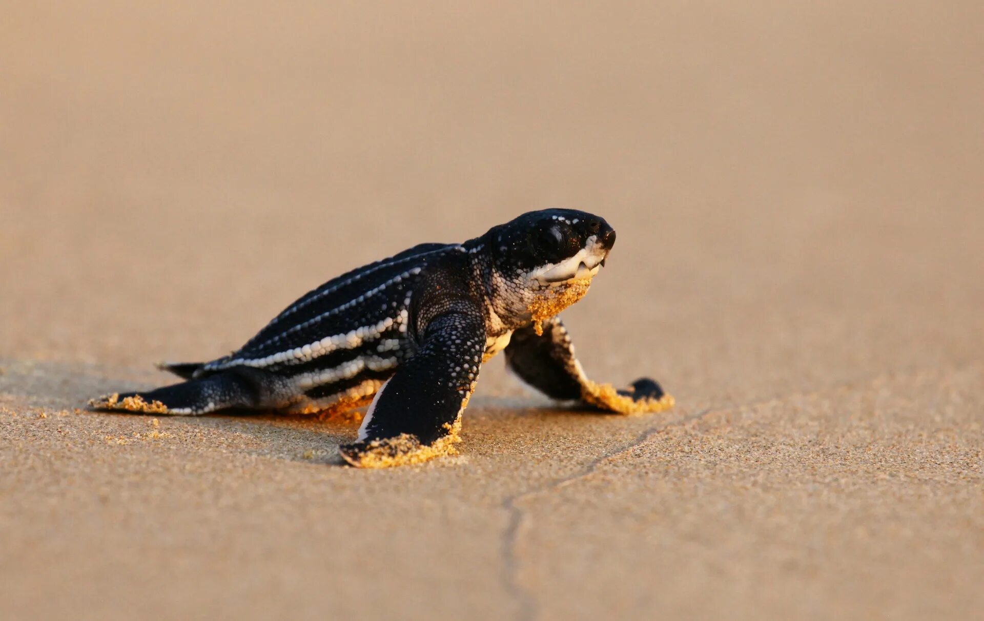 Turtle fill