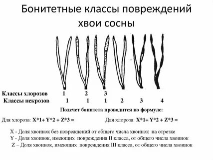 Продолжительность жизни хвоя сосны хвоя ели таблица