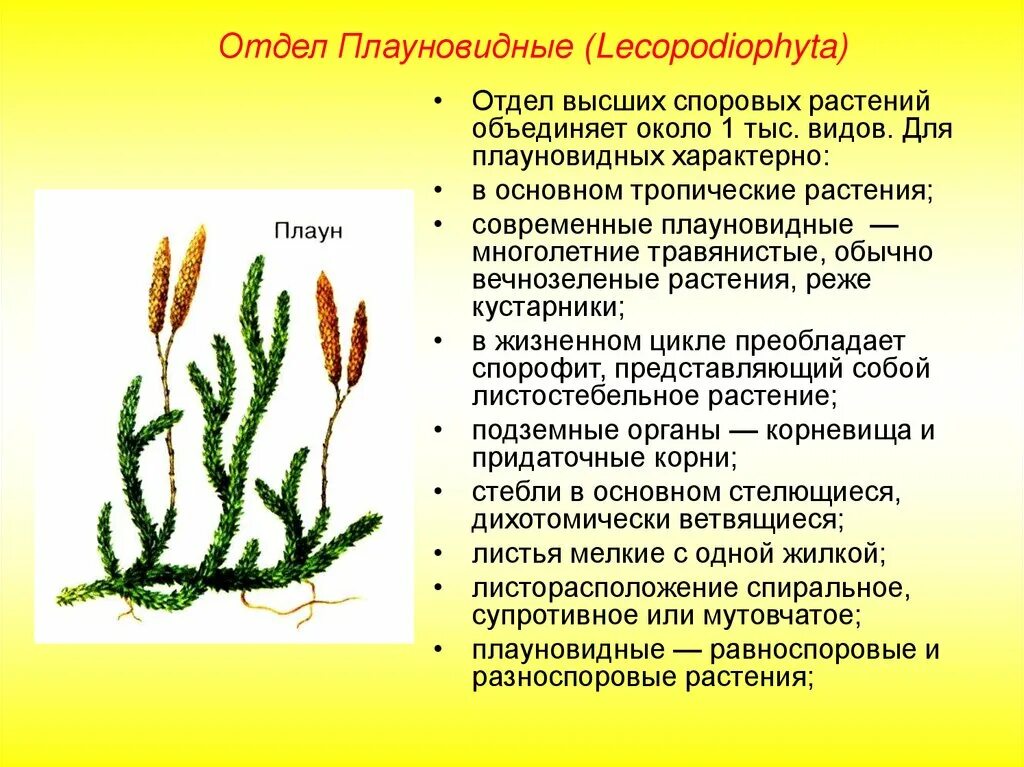 Значение папоротниковидных плауновидных и хвощевидных