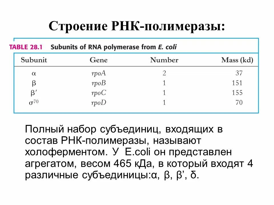 Функция рнк полимеразы 2. Структура холофермента рнк полимеразы. рнк полимераза e.coli. строение рнк полимеразы у e.coli. строение рнк полимеразы.