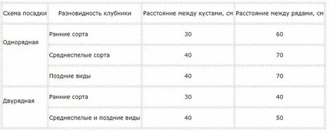 Через сколько сантиметров сажать клубнику