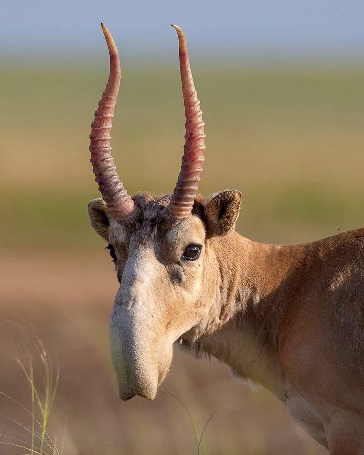 Springbok South african animals, Africa hunting, African animals