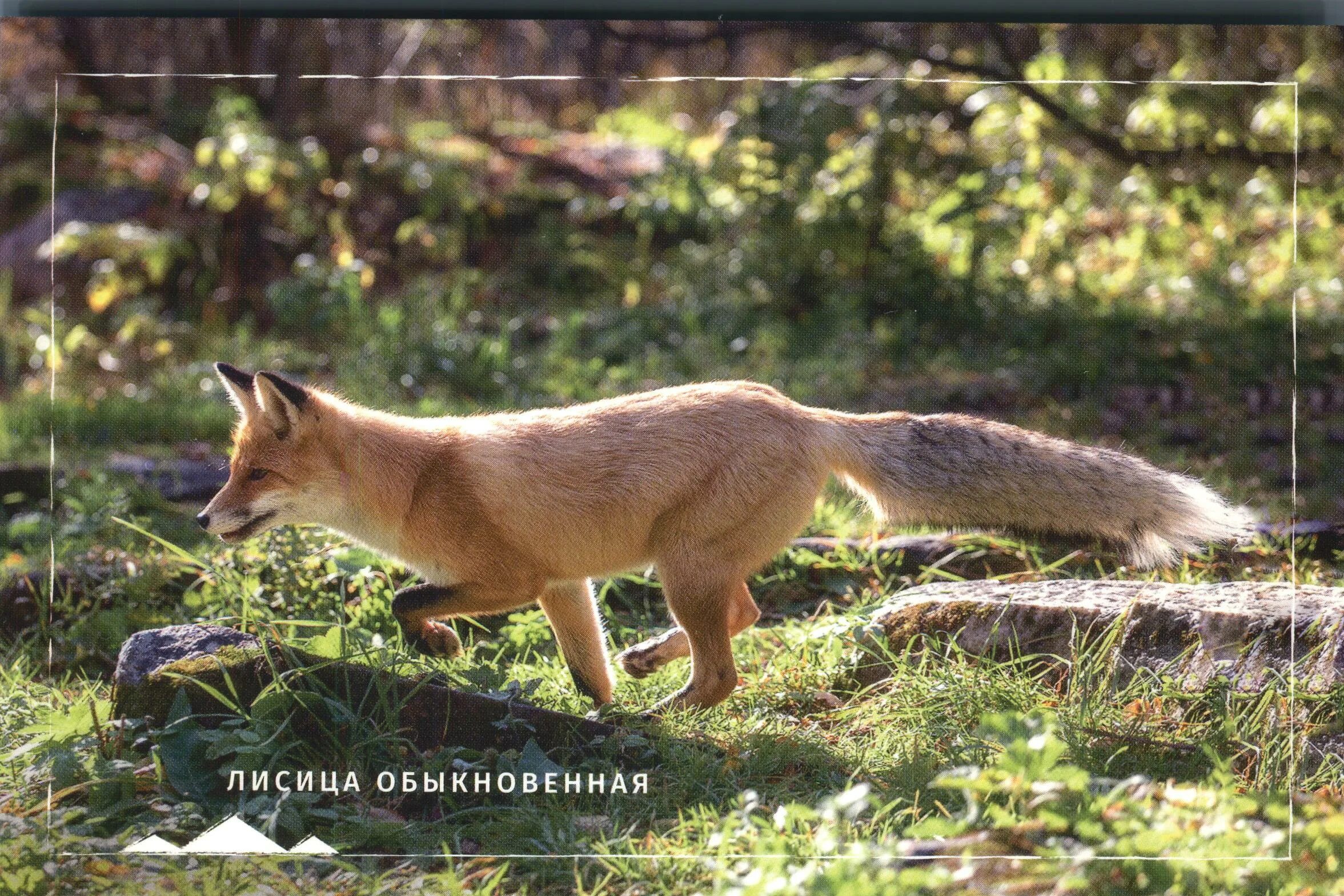 Лиса это плотоядное животное. Рыжая лиса. Лисица ло. Какую пользу приносит лиса. Характер лисы.