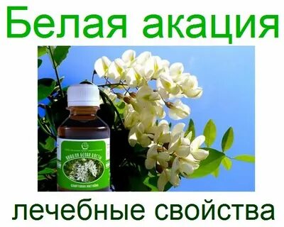 Цветы акации в народной медицине