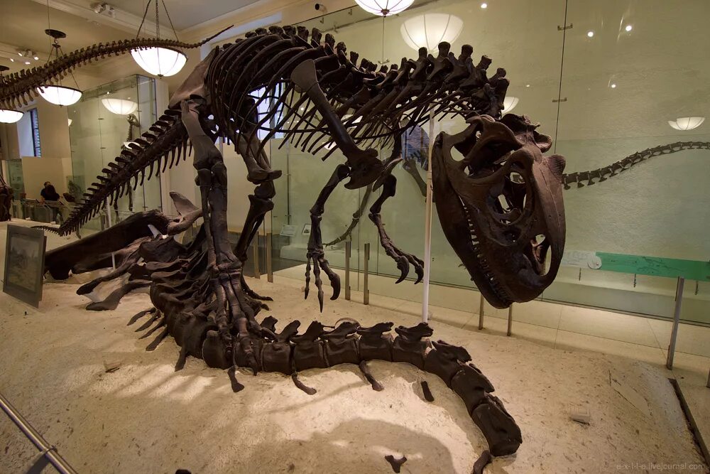 Где палеонтологический музей. Палеонтологический музей в Нью-Йорке. Музей палеонтологии в Москве.