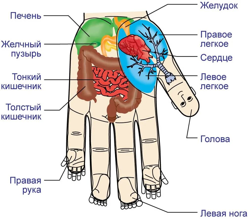 Точки печени на руке. Су джок терапия активные точки на руке. Су джок акупунктура меридианы. Су джок точка желчного пузыря. Су джок кишечник на ладони.