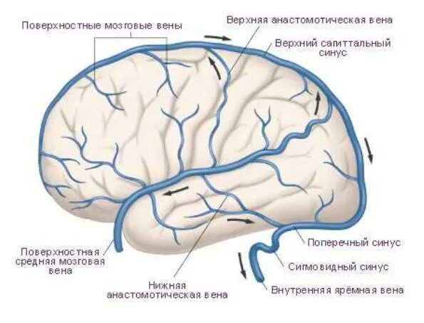 Поверхностная средняя мозговая Вена. Венозный отток синусы. Вена Галена на схеме. Поверхностные вены полушарий большого мозга. Гипоплазия правых синусов